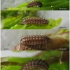 sat ilicis larva1 volg